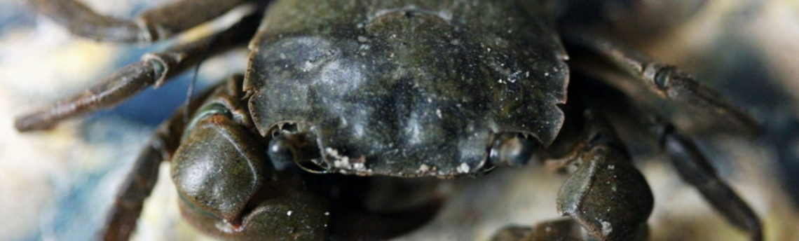 Une espèce invasive de Zélande : le crabe sanguin (Avril et mai 2016)