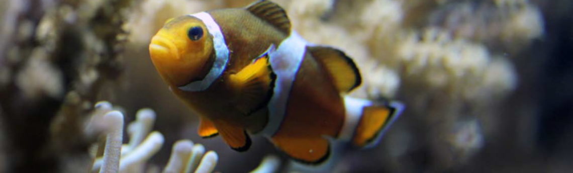 Les poissons-clowns, étonnants à plus d’un titre (Mai et juin 2017)
