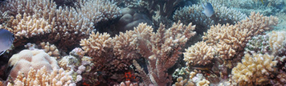 La grande barrière de corail (janvier – février et mars 2018)
