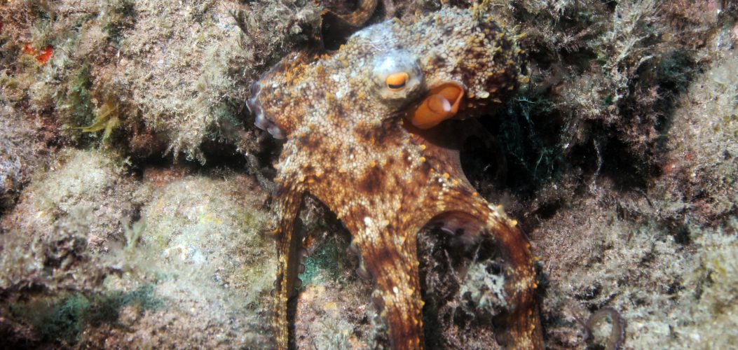 Octopus vulgaris b, Playa Paraiso Punta negra, 180911