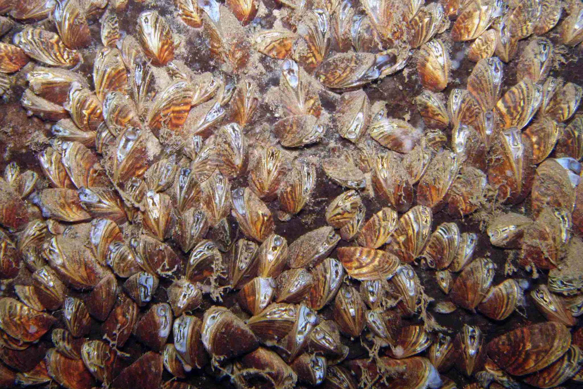 Quelles écrevisses reverronsnous au Barrage de l’Eau d’Heure