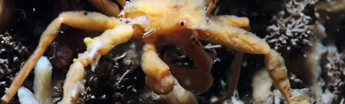 Quatre nouveaux organismes visibles lors de nos plongées en Zélande