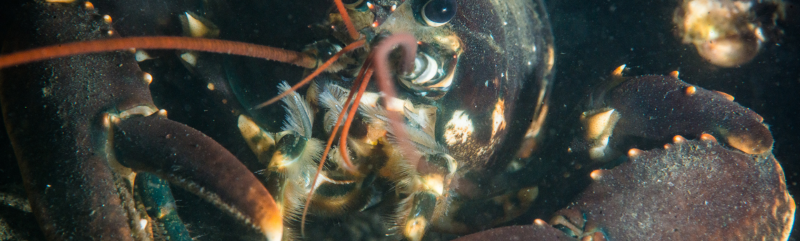 Où disparaissent les homards de Zélande ?