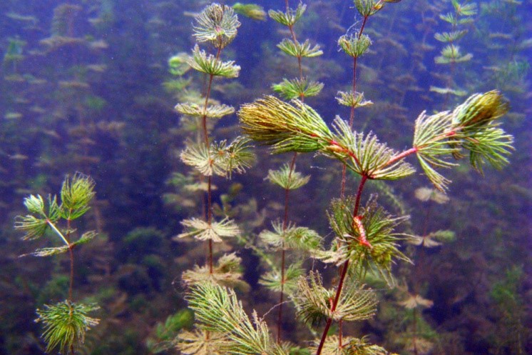 Les algues : c'tu des plantes ou pas? - Blogue de GUEPE