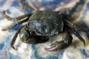 Une espèce invasive de Zélande : le crabe sanguin (Avril et mai 2016)