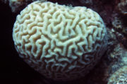 Les coraux  (Avril, mai et juin 2018)
