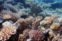La grande barrière de corail (janvier - février et mars 2018)